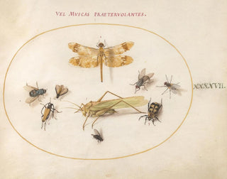 Joris Hoefnagel - Plate 47 A Dragonfly Banded Darter Grasshopper Houseflies a Carrion Beetle a Flower Longhorn Beetle and Other Insects.webp