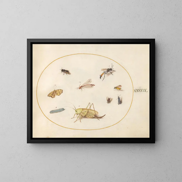 Planta 49 Una Saltamontes, una Oruga, una Mariposa, una polilla y otros Insectos - Joris Hoefnagel — cuadro enmarcado en la pared
