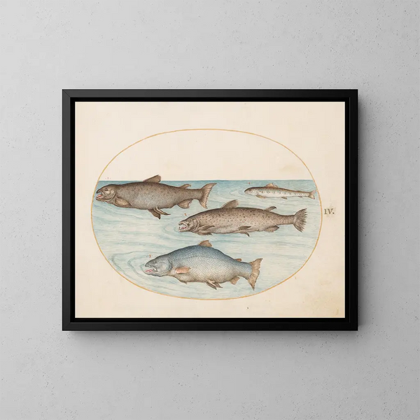 Plaque 4 Four salmons - Joris Hoefnagel — framed artwork on a wall
