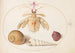 Planche 50 A partial mantis with snail shells - Joris Hoefnagel — artwork view