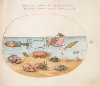 Joris Hoefnagel - Plate 52 An Argonaut Squid Hermit Crabs Shells and a Crab.webp