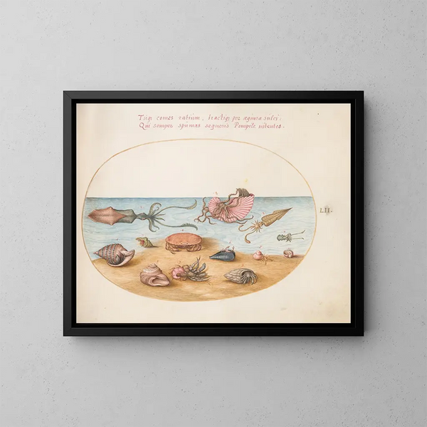 Platino 52 Un argonauta, cangrejos ermitaños, conchas y un cangrejo - Joris Hoefnagel — cuadro enmarcado en la pared