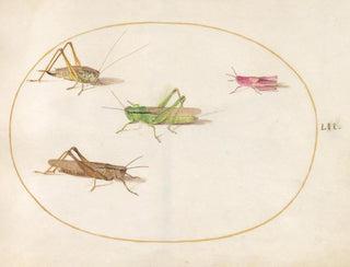 Joris Hoefnagel - Plate 52 Four Grasshoppers.webp