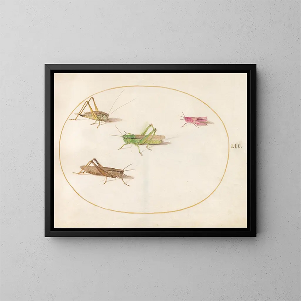 Platino 52 Cuatro saltamontes - Joris Hoefnagel — cuadro enmarcado en la pared