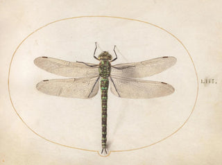 Joris Hoefnagel - Plate 53 Southern Hawker Dragonfly.webp