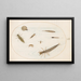 Planche 55 Aquatic insects and invertebrates, including a snail - Joris Hoefnagel — framed artwork on a wall