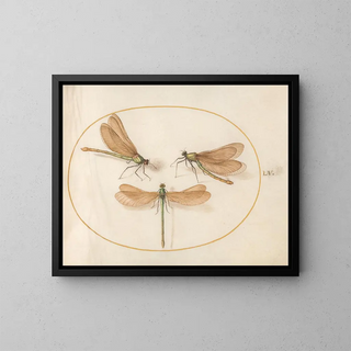 Joris Hoefnagel - Plate 55 Three Green Damselflies with Brown Wings Beautiful Desmoiselles.webp