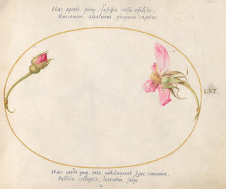 Joris Hoefnagel - Plate 56 A Rosebud and a Disintegrating Pink Rose.webp