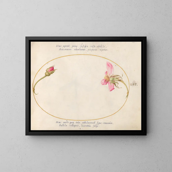 Planta 56 Una ojal y una rosa rosa en descomposición - Joris Hoefnagel — cuadro enmarcado en la pared