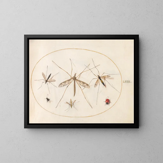 Joris Hoefnagel - Plate 57 A Ladybug a Fly and Four Other Insects.webp