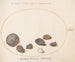 Platine Painting 58 Shells, including abalone - Joris Hoefnagel — artwork view