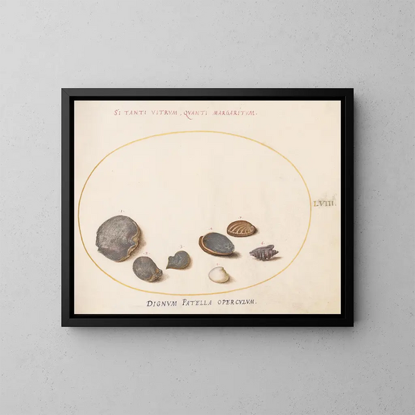 Platino 58 Conchas, incluyendo la abulón - Joris Hoefnagel — cuadro enmarcado en la pared