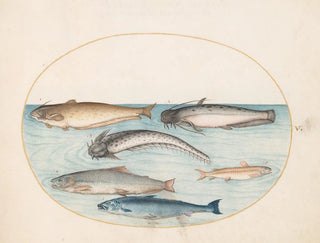 Joris Hoefnagel - Plate 5 Three Catfish a Salmon and Two Other Fish.webp