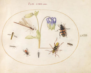 Joris Hoefnagel - Plate 63 A Dragonfly a Spotted Longhorn a Sexton Beetle and Other Insects with a Blue and White Columbine.webp