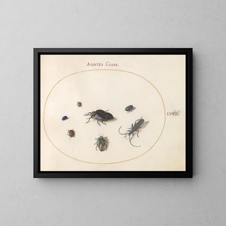 Joris Hoefnagel - Plate 66 Two Oil Beetles a Longhorn Beetle and Four Other Insects.webp