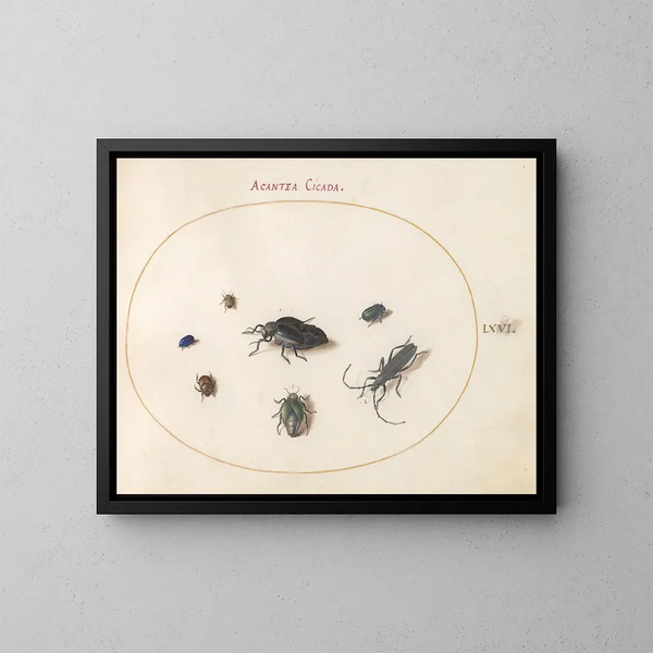 Platino 66 Dos coleópteros oleosos, un longicórneo y otros cuatro insectos - Joris Hoefnagel — cuadro enmarcado en la pared