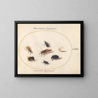 Joris Hoefnagel - Plate 67 Seven Insects Including a White Butterfly and a Bee.webp
