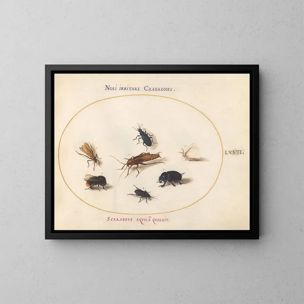 Platino 67 Sept insectos, incluyendo una mariposa blanca y una abeja - Joris Hoefnagel — cuadro enmarcado en la pared