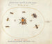 Platine 69 New bees and other insects - Joris Hoefnagel — artwork view