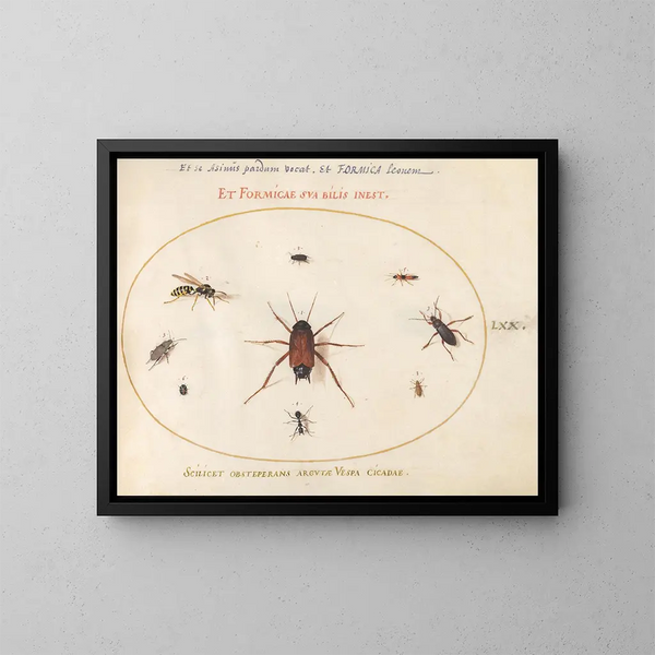 Planche 70: Un gardon entouré d'insectos - Joris Hoefnagel — cuadro enmarcado en la pared