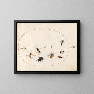 Joris Hoefnagel - Plate 73 Ten Insects.webp