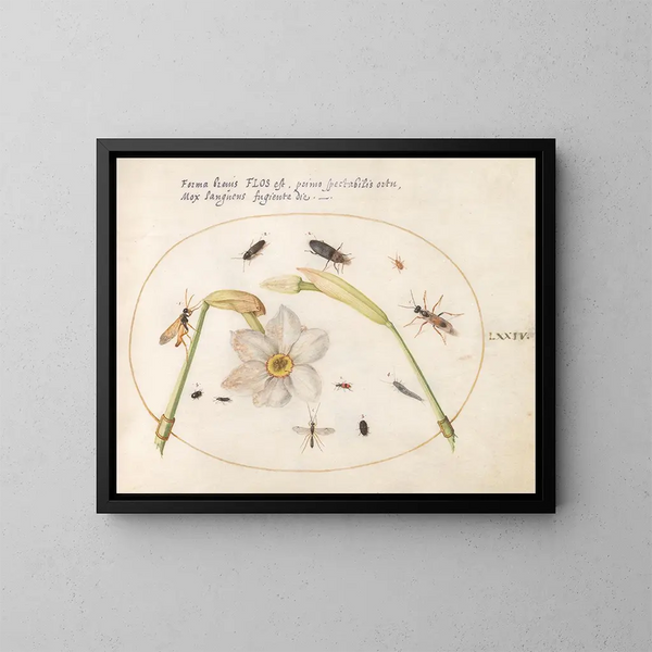 Planta 74 Insectos con narcisos blancos - Joris Hoefnagel — cuadro enmarcado en la pared