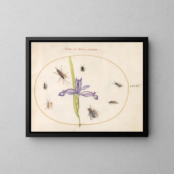 Platino 75 Una mosca y otros insectos con un iris - Joris Hoefnagel — cuadro enmarcado en la pared