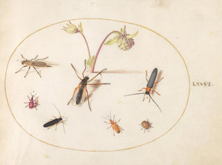 Joris Hoefnagel - Plate 76 Insects with a Pink and Cream Columbine.webp