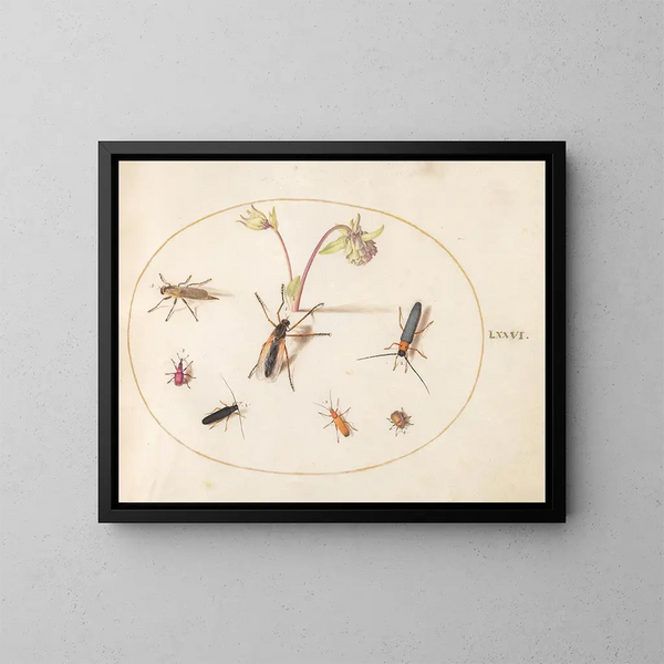 Planta 76 Insectos con una ancolie rosa y crema - Joris Hoefnagel — cuadro enmarcado en la pared