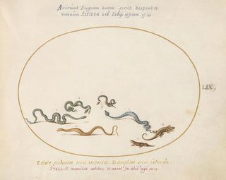 Joris Hoefnagel - Snakes and a Lizard.webp
