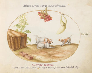 Joris Hoefnagel - Three Puppies with a Crate and a Bunch of Grapes.webp