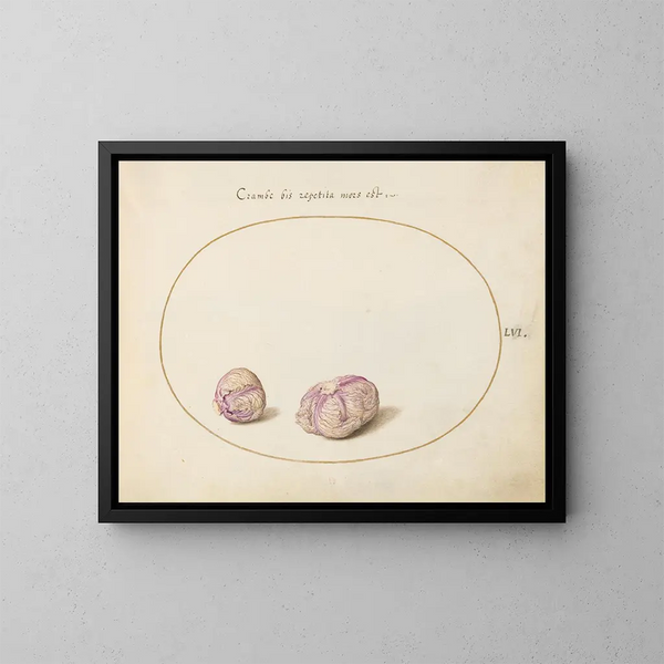 Dos cabezas de col - Joris Hoefnagel — cuadro enmarcado en la pared