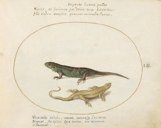 Joris Hoefnagel - Two Sand Lizards.webp