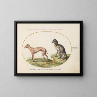 Joris Hoefnagel - Two Spotted Hounds.webp