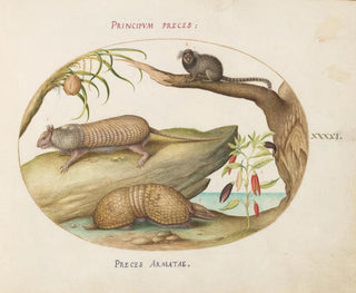 Joris Hoefnagel - Two Types of Armadillos with a Marmoset a Coconut Palm and a Pepper Plant.webp