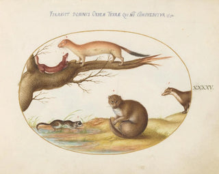 Joris Hoefnagel - Weasels a Ferret and a Nut Mouse.webp