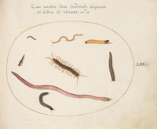 Joris Hoefnagel - Worm Centipede Millipede and Other Long Creatures.webp