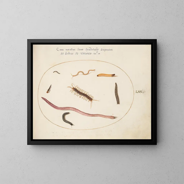 Earthworm, Millipede, and Other Elongated Creatures - Joris Hoefnagel — framed artwork on a wall