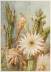 Cactus - Joseph Kallaus — artwork view