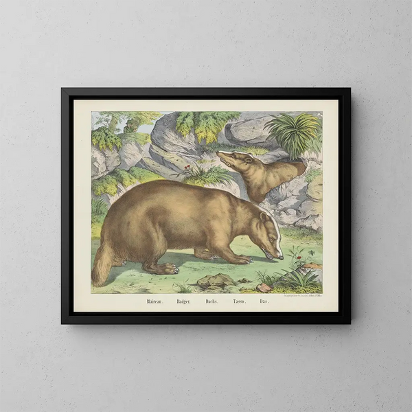Blaireau - Joseph Scholz — framed artwork on a wall
