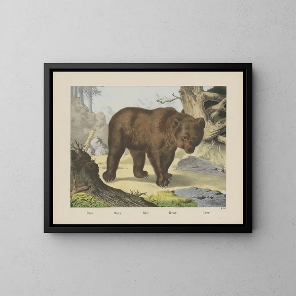 Bear - Joseph Scholz — framed artwork on a wall