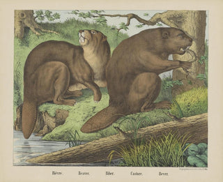 Joseph Scholz - Beaver.webp
