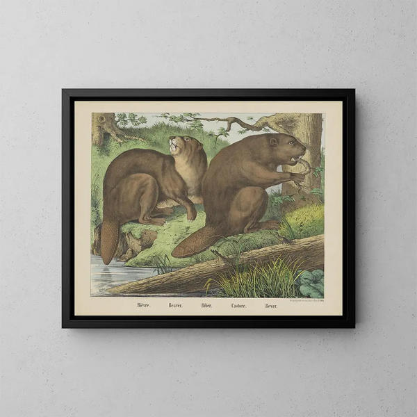 Castor - Joseph Scholz — framed artwork on a wall