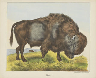 Joseph Scholz - Bison.webp