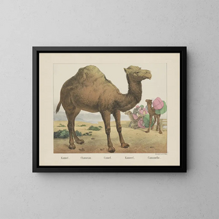 Joseph Scholz - Camel.webp
