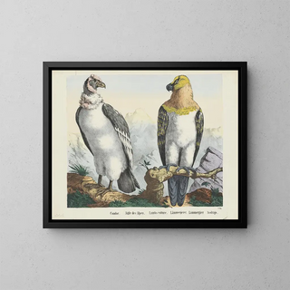 Joseph Scholz - Condor.webp