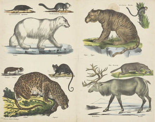 Joseph Scholz - Dieren.webp