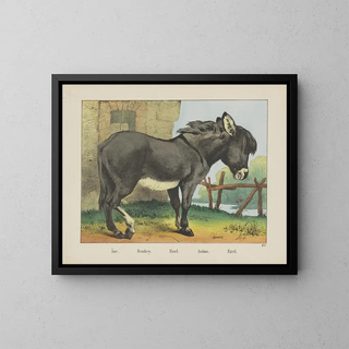 Joseph Scholz - Donkey.webp