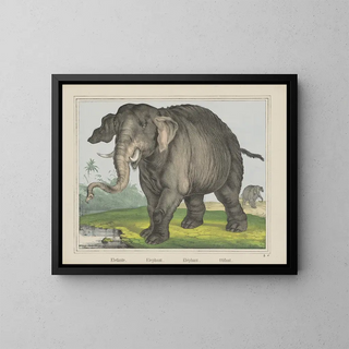 Joseph Scholz - Elephant.webp
