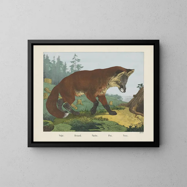 Fox - Joseph Scholz — framed artwork on a wall